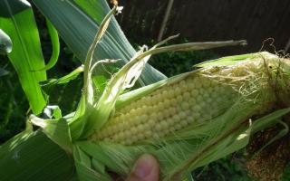 Как вырастить кукурузу в условиях зоны рискованного земледелия